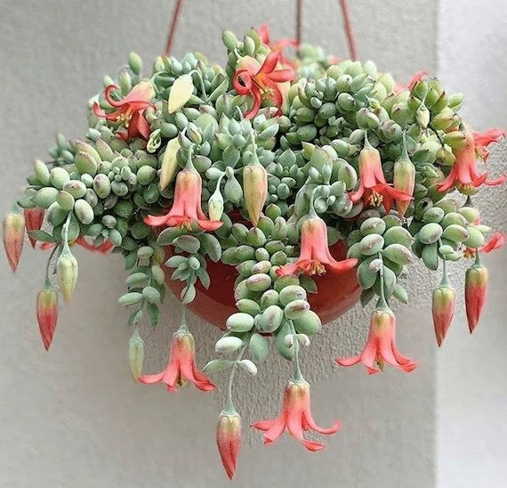 4 pot Cotyledon pendens Cliff Cotyledon Liʋe Succulent - Etsy Polska