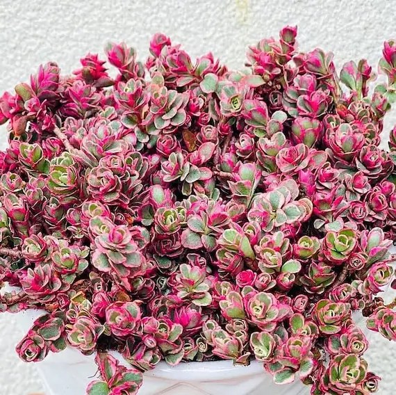 Seduм Spuriuм 'tricolor' Stonecrop Groundcoʋer Low - Etsy